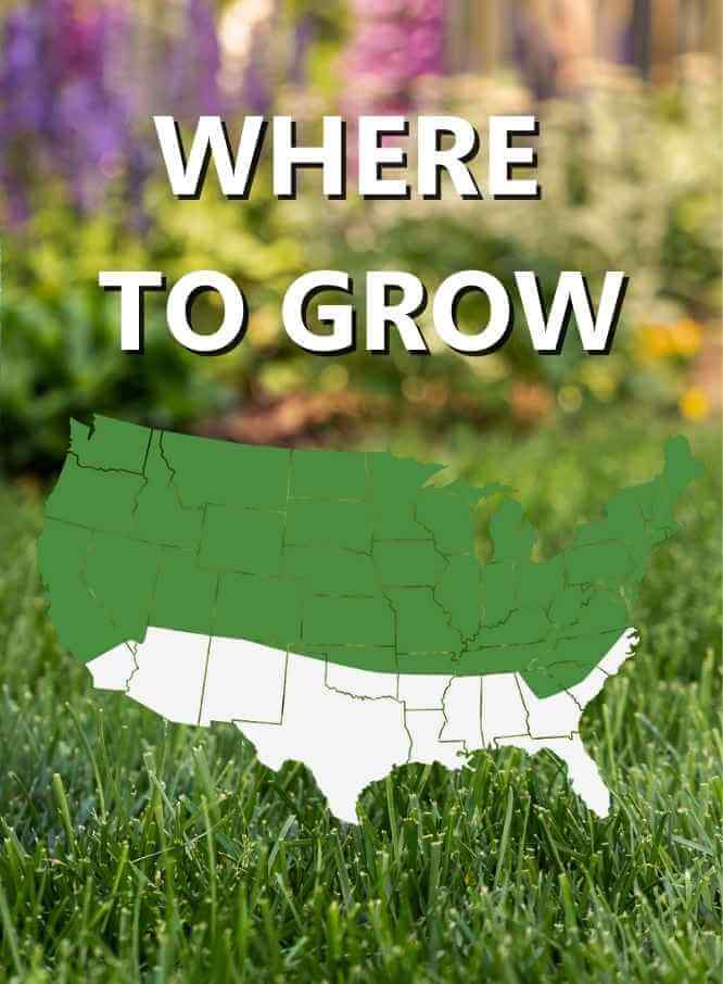 Jonathan Green Black Beauty® Shady Nooks Grass Seed - Image 3