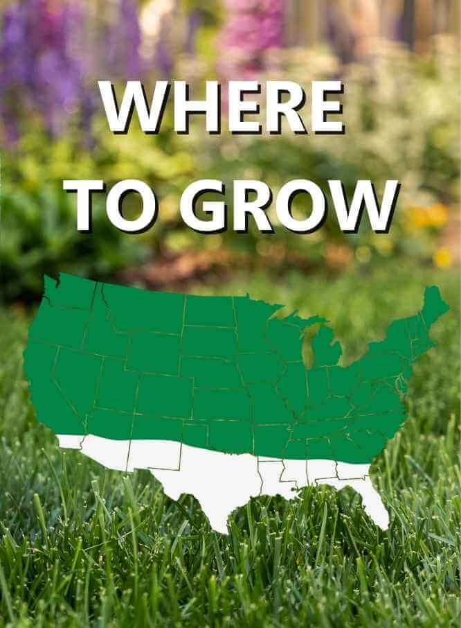 Jonathan Green Contractor's Landscaper Grass Seed Mixture - Image 3