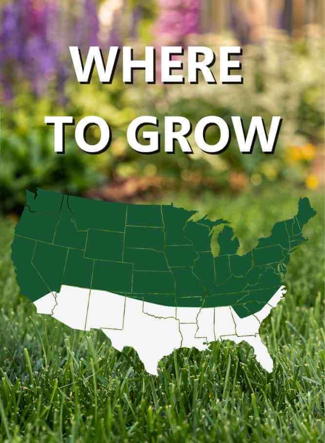 Jonathan Green Black Beauty® Dense Shade Grass Seed - Image 3