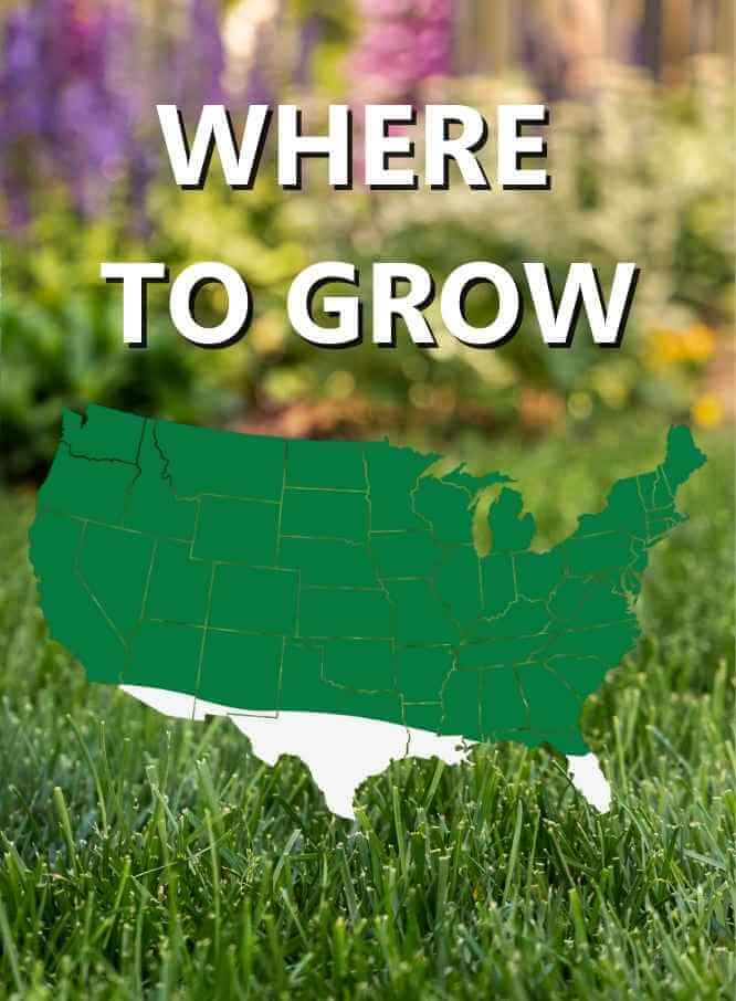 Jonathan Green Touch-Up™ TRI-RYE Perennial Ryegrass - Image 3