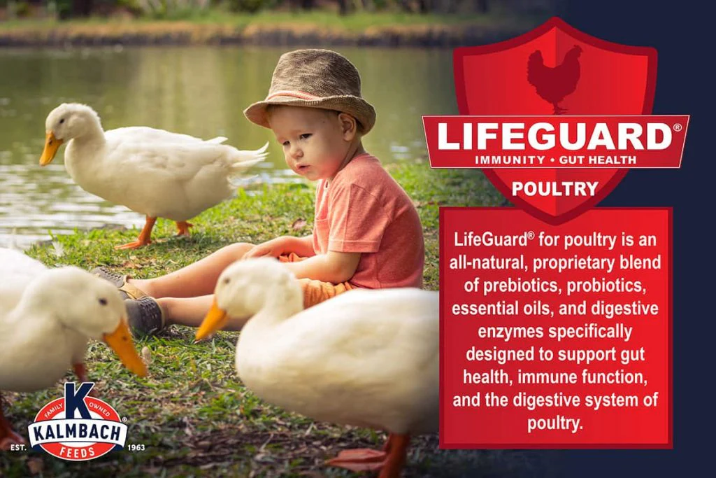 Kalmbach Duck, Goose & Swan Feed - Image 5