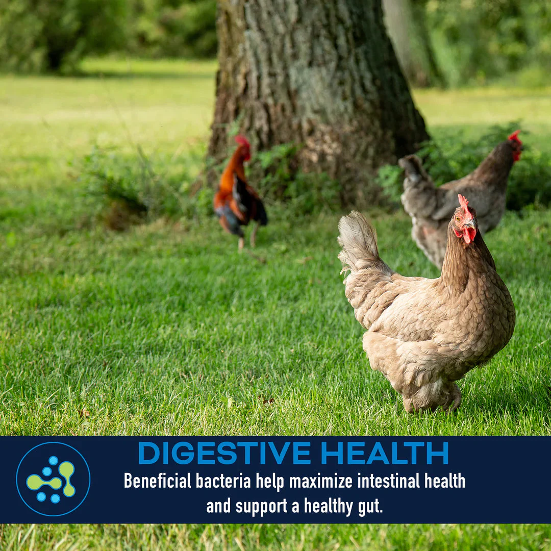 Kalmbach Feeds LifeGuard® Poultry Supplement - Image 9