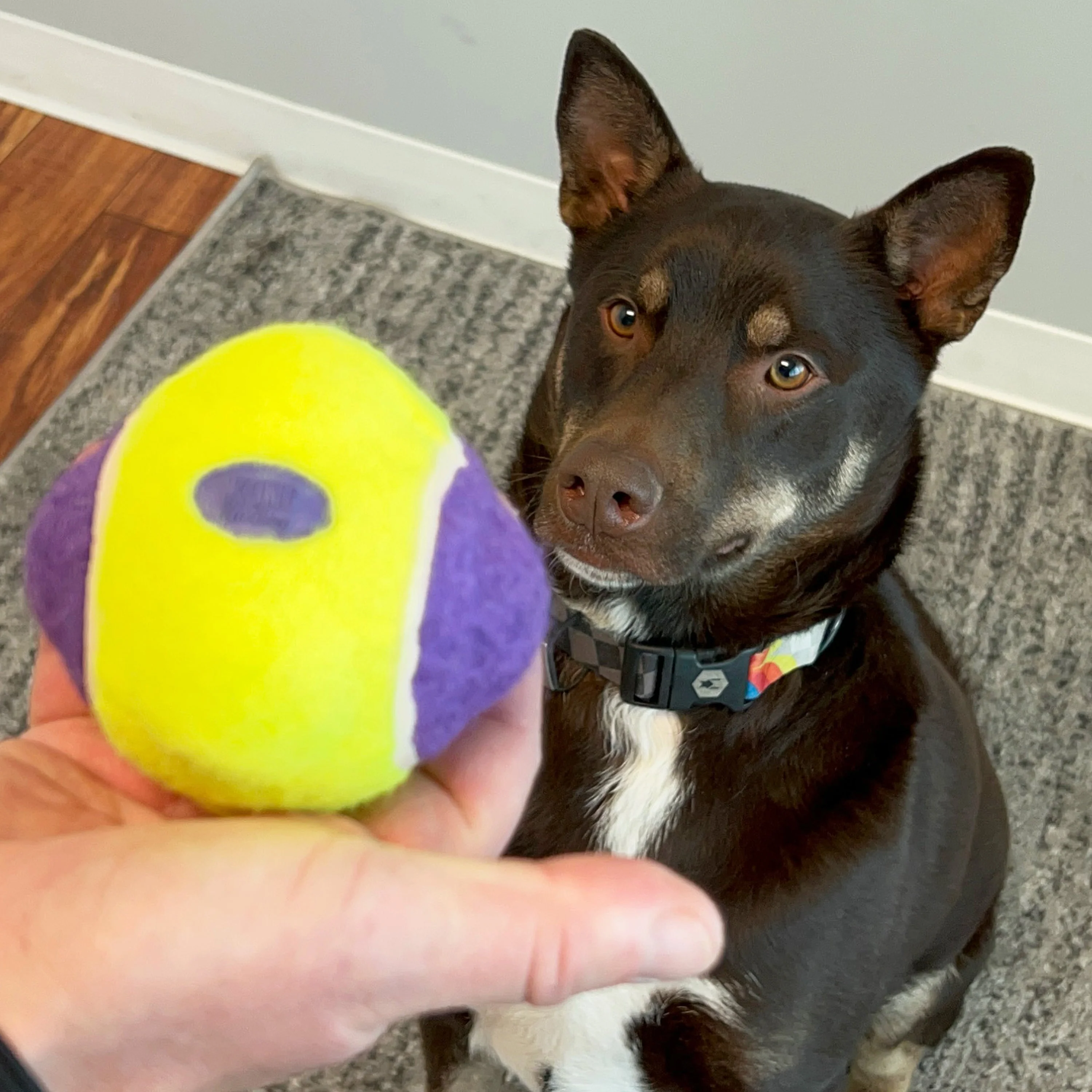 KONG AirDog Squeaker Knobby Ball  Dog Toy - Image 2