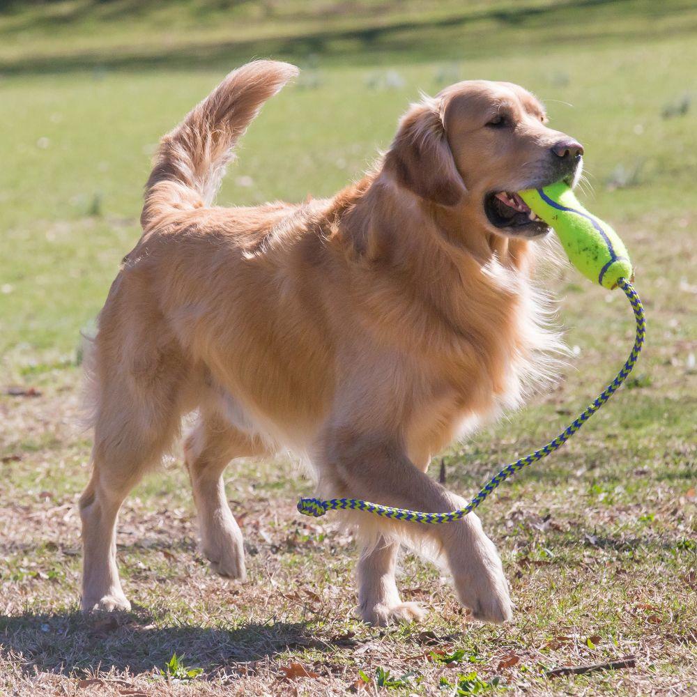 KONG AirDog Squeaker Stick Dog Toy - Image 2