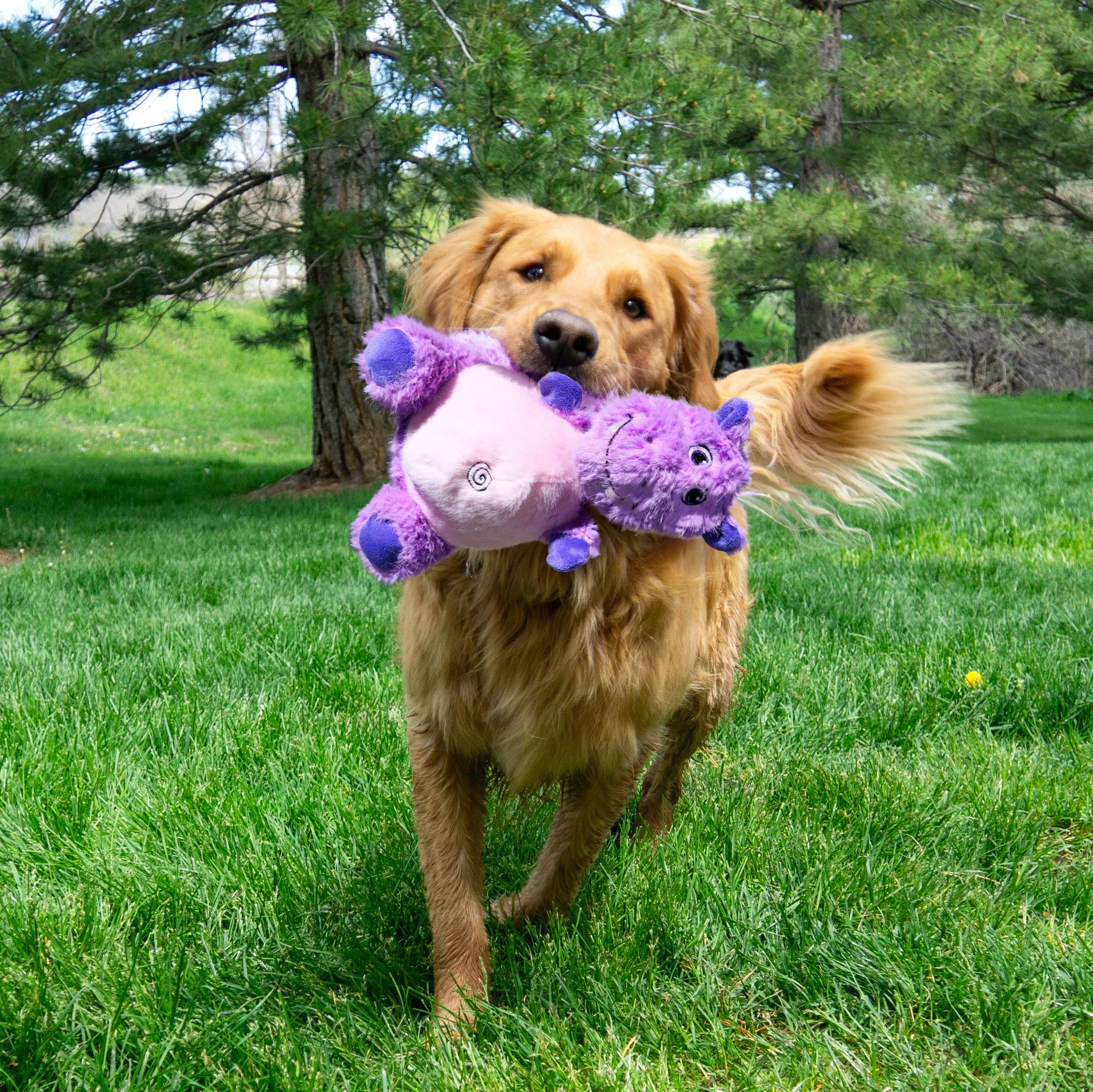 KONG Knots Belly Hippo Dog Toy - Image 2