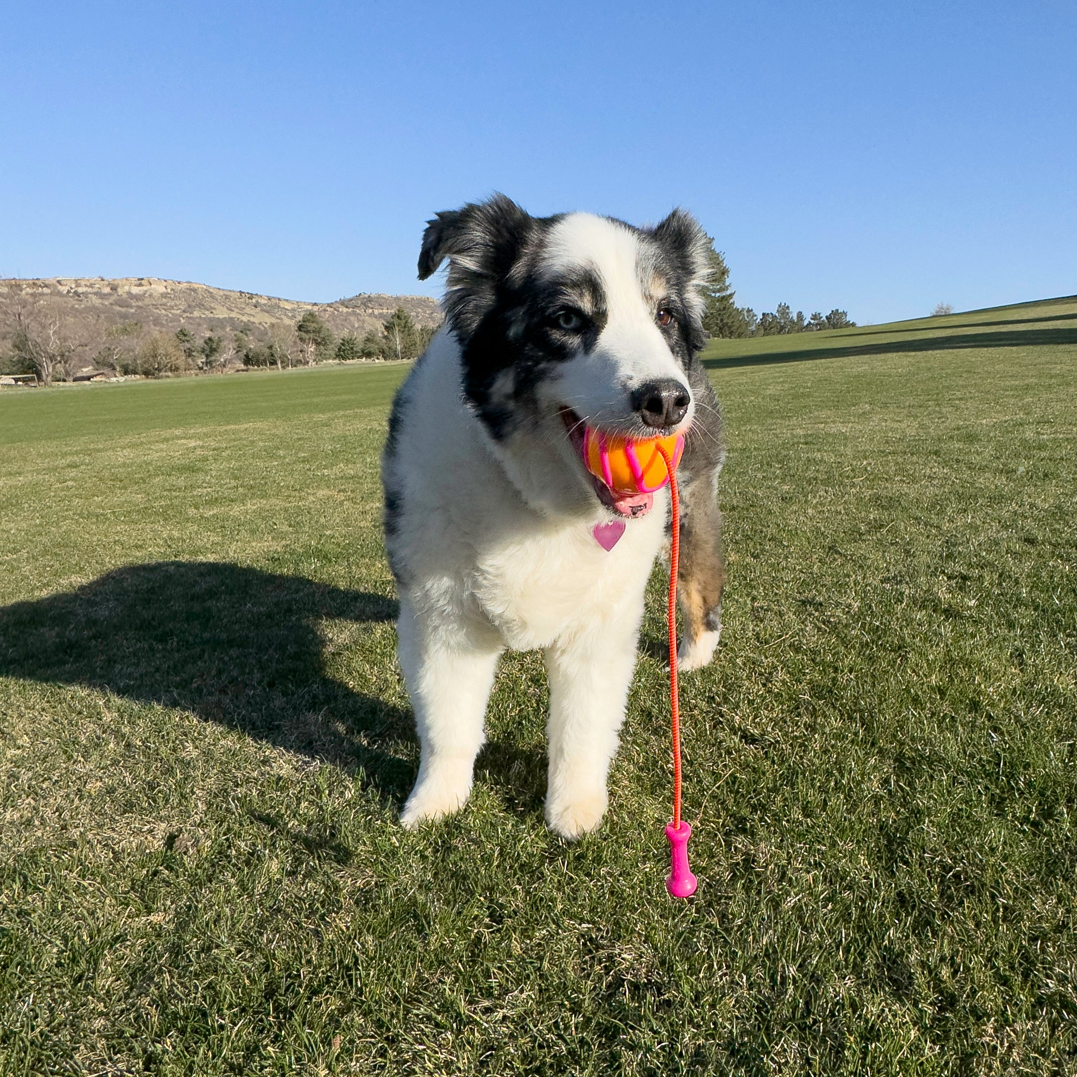 KONG Bunji High-Viz Ball Dog Toy - Image 2
