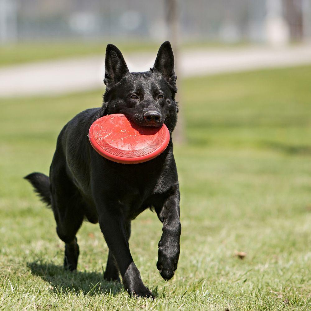 KONG Flyer Dog Toy - Image 2