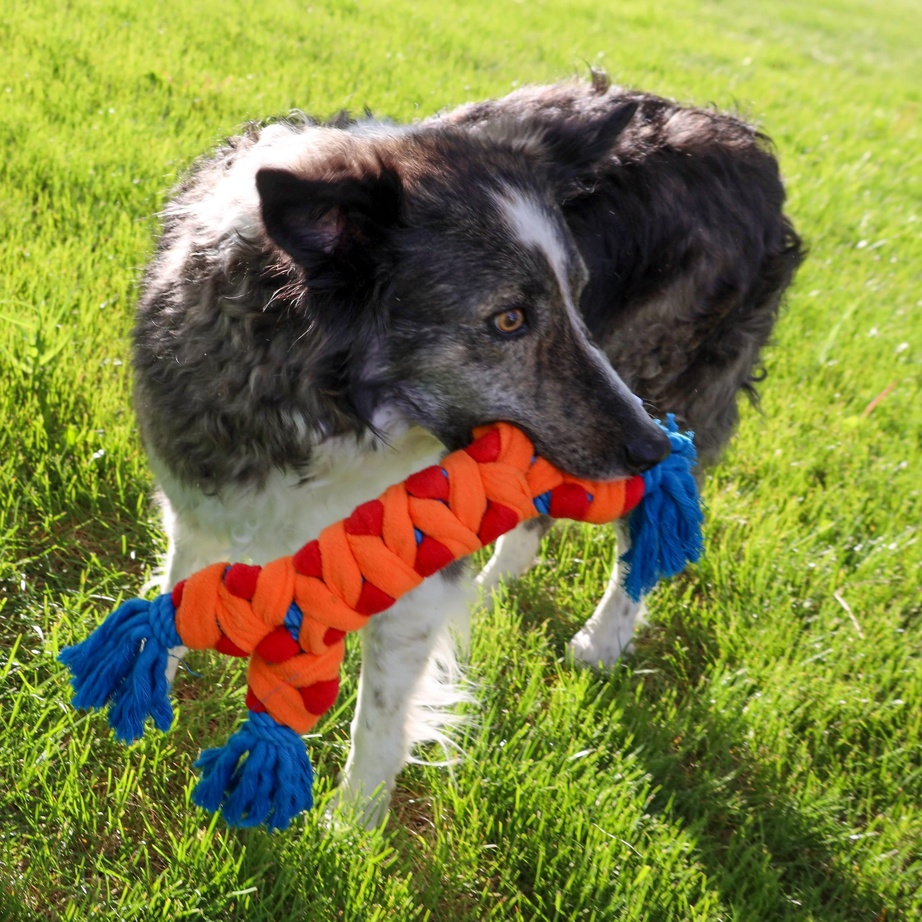 KONG Rope Rally Bone Dog Toy - Image 2