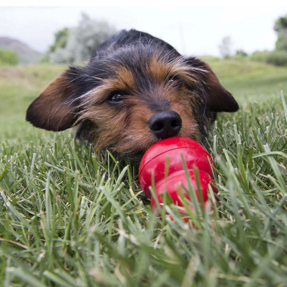 KONG Easy Treat for Dogs- 8-oz - Image 3