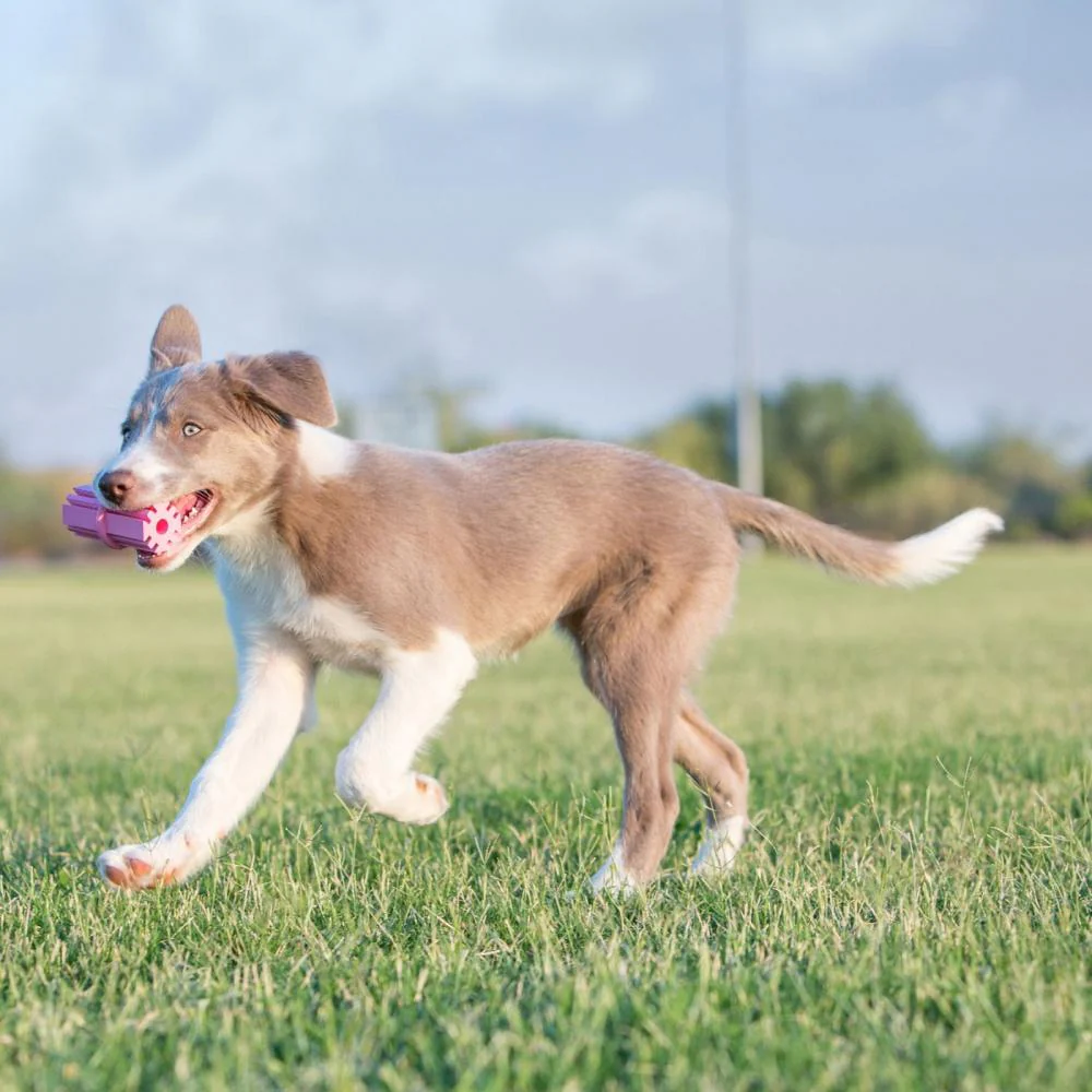 KONG Puppy Teething Stick Dog Toy - Image 2