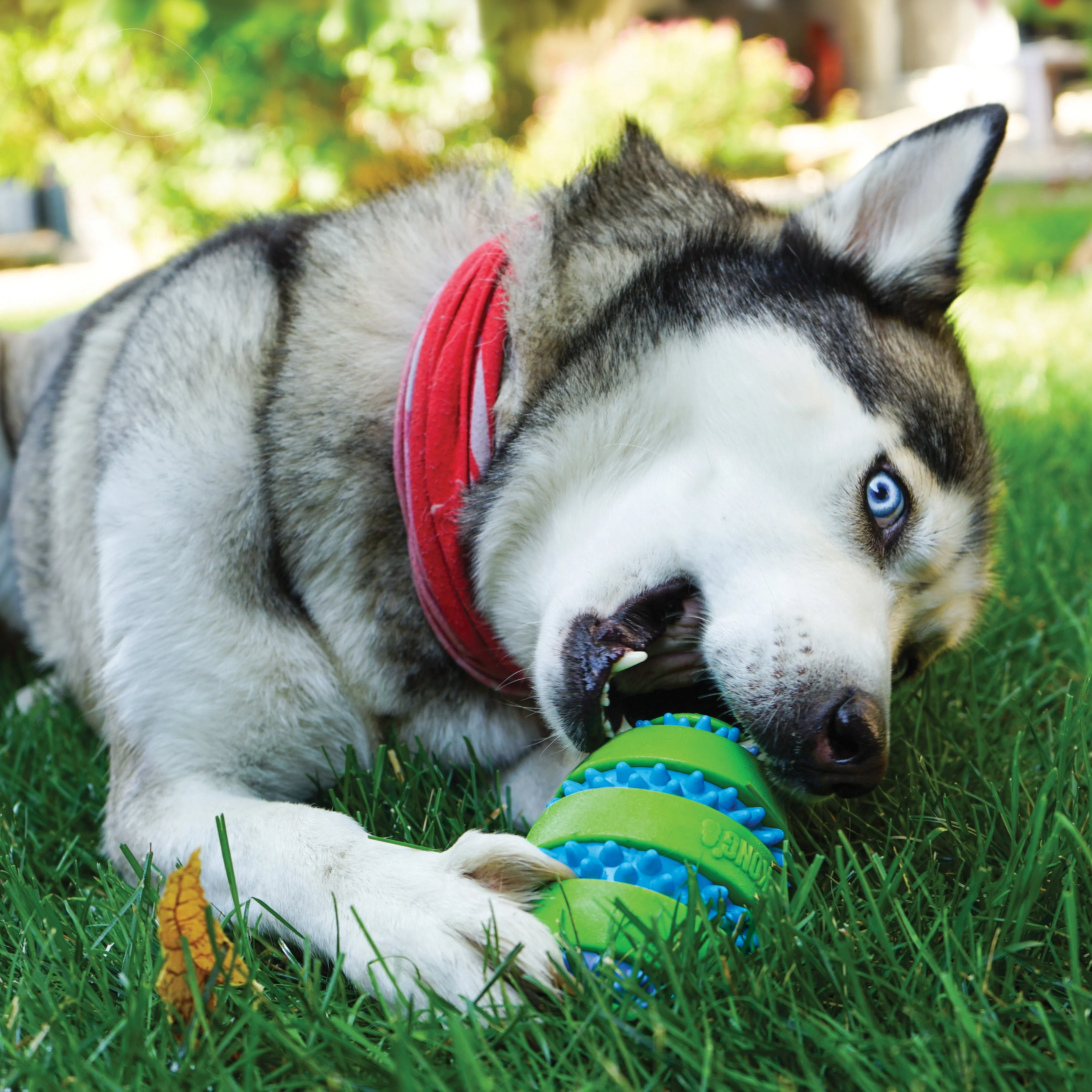 Kong Squeezz Goomz Ball Dog Toy - Image 2