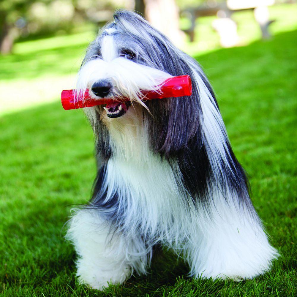 KONG Squeezz Stick Dog Toy - Image 2