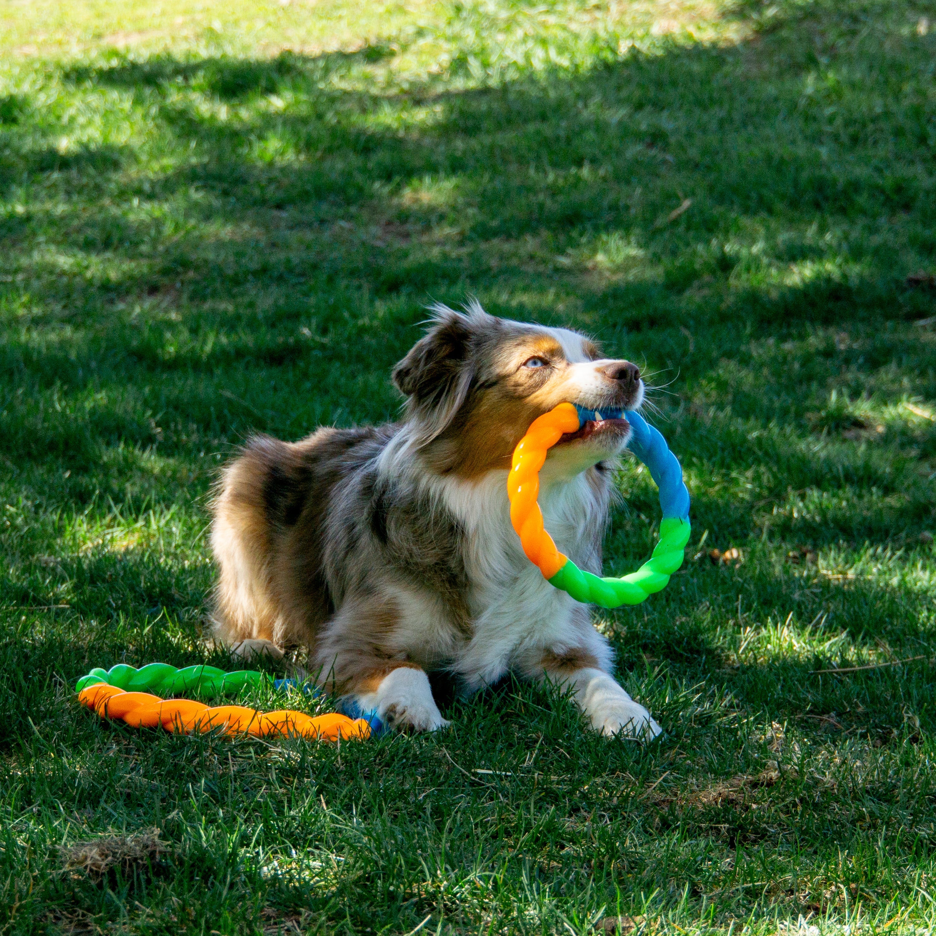 KONG Twistz High Viz Ring Dog Toy - Image 2
