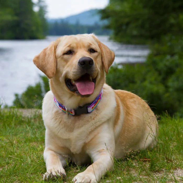 Lupine Pet MicroBatch Dog Collar - Image 2