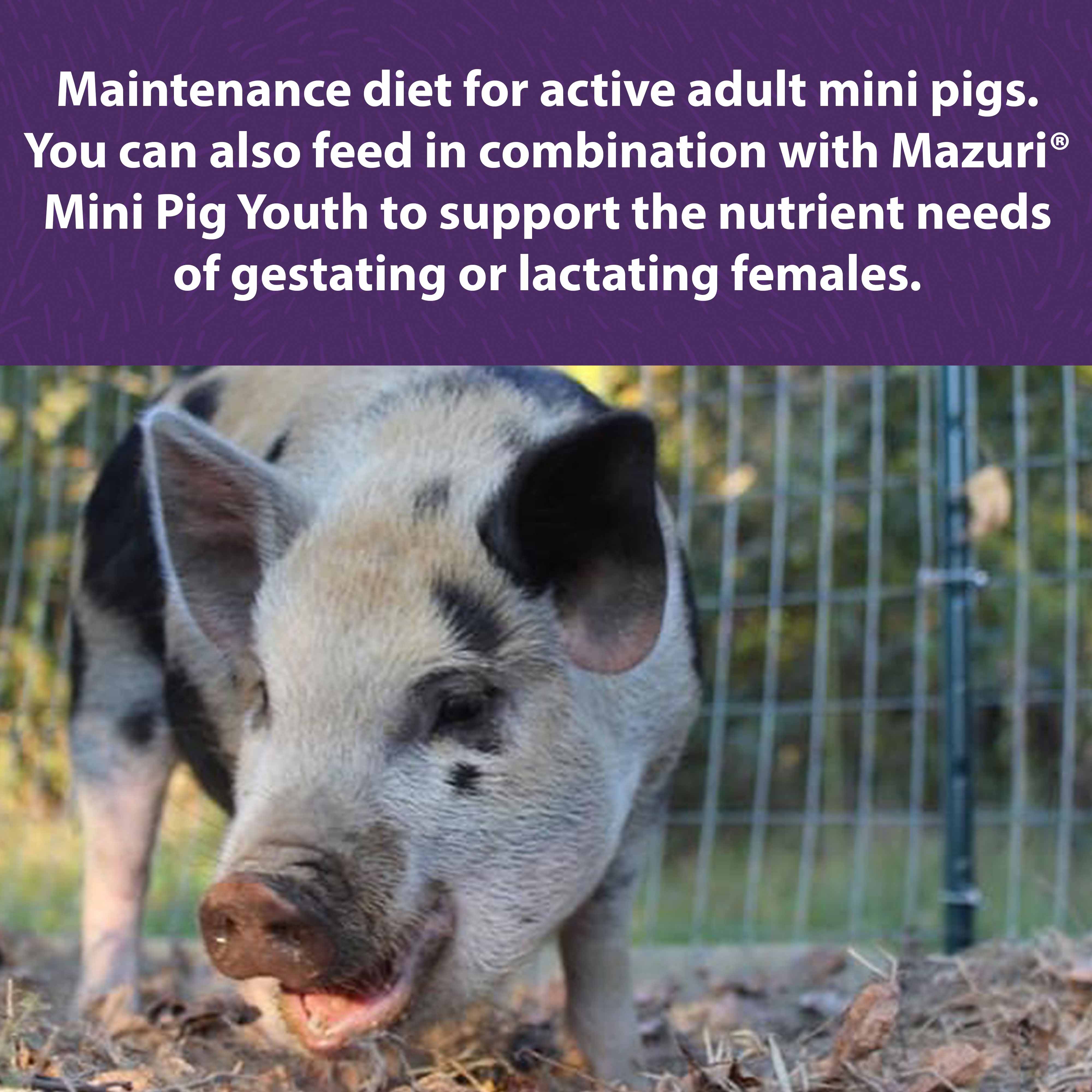 Mazuri® Mini Pig Active Adult - Image 4