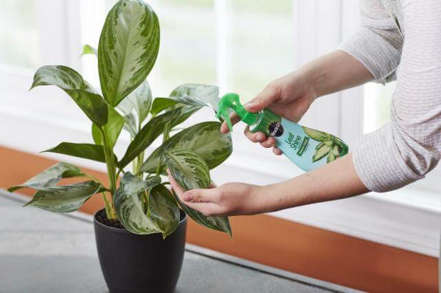 Miracle-Gro® Leaf Shine - Image 2