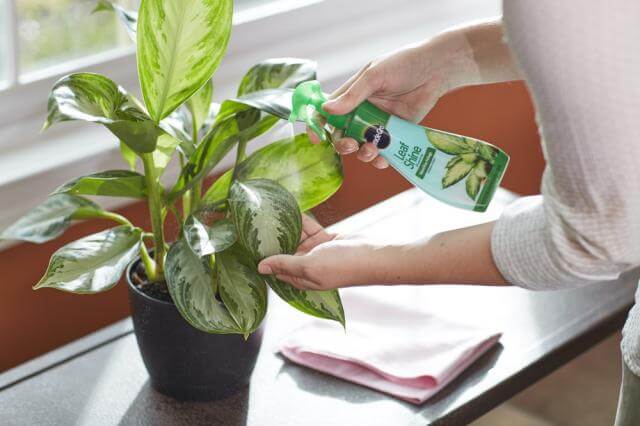 Miracle-Gro® Leaf Shine - Image 3