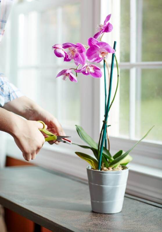 Miracle-Gro® Orchid Plant Food Spikes - Image 3