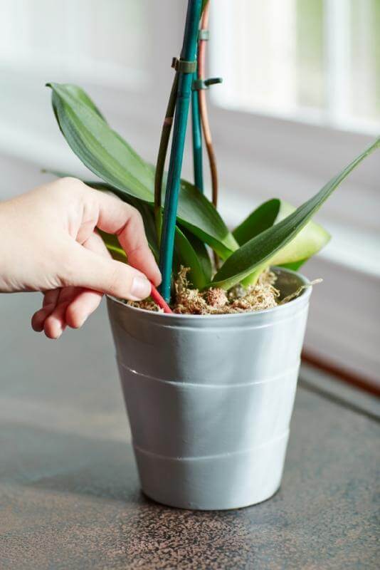 Miracle-Gro® Orchid Plant Food Spikes - Image 4