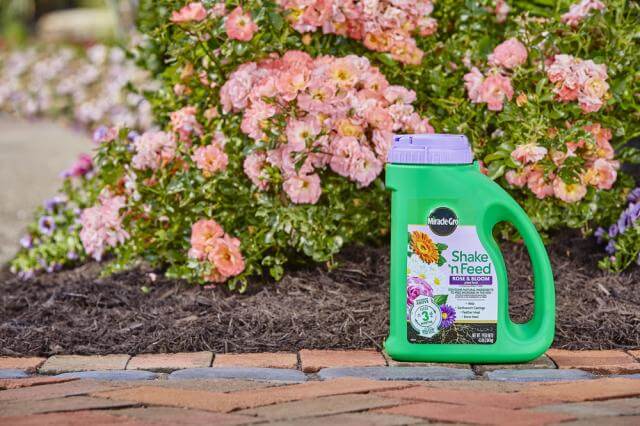 Miracle-Gro® Shake 'n Feed® Rose & Bloom Plant Food - Image 2