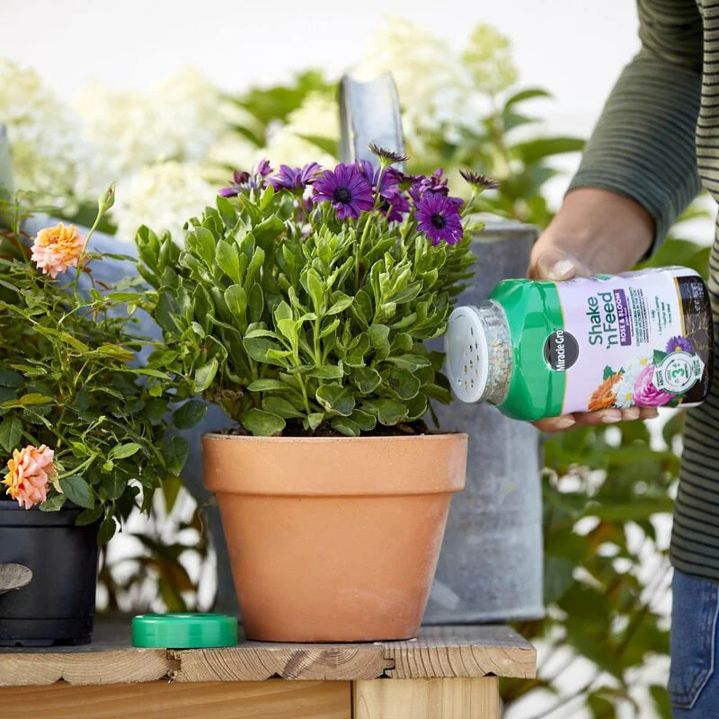 Miracle-Gro® Shake 'n Feed® Rose & Bloom Plant Food - Image 6
