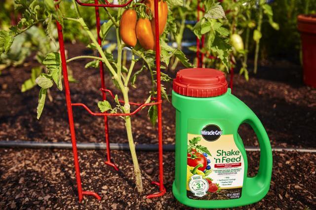Miracle-Gro® Shake 'n Feed® Tomato, Fruit & Vegetable Plant Food - Image 3