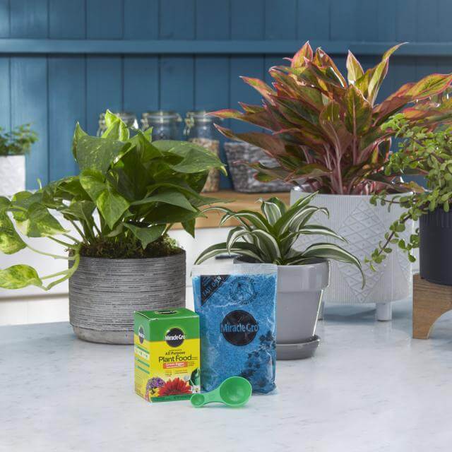 Miracle-Gro® Water Soluble All Purpose Plant Food - Image 2