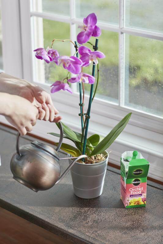 Miracle-Gro® Water Soluble Orchid Food - Image 5