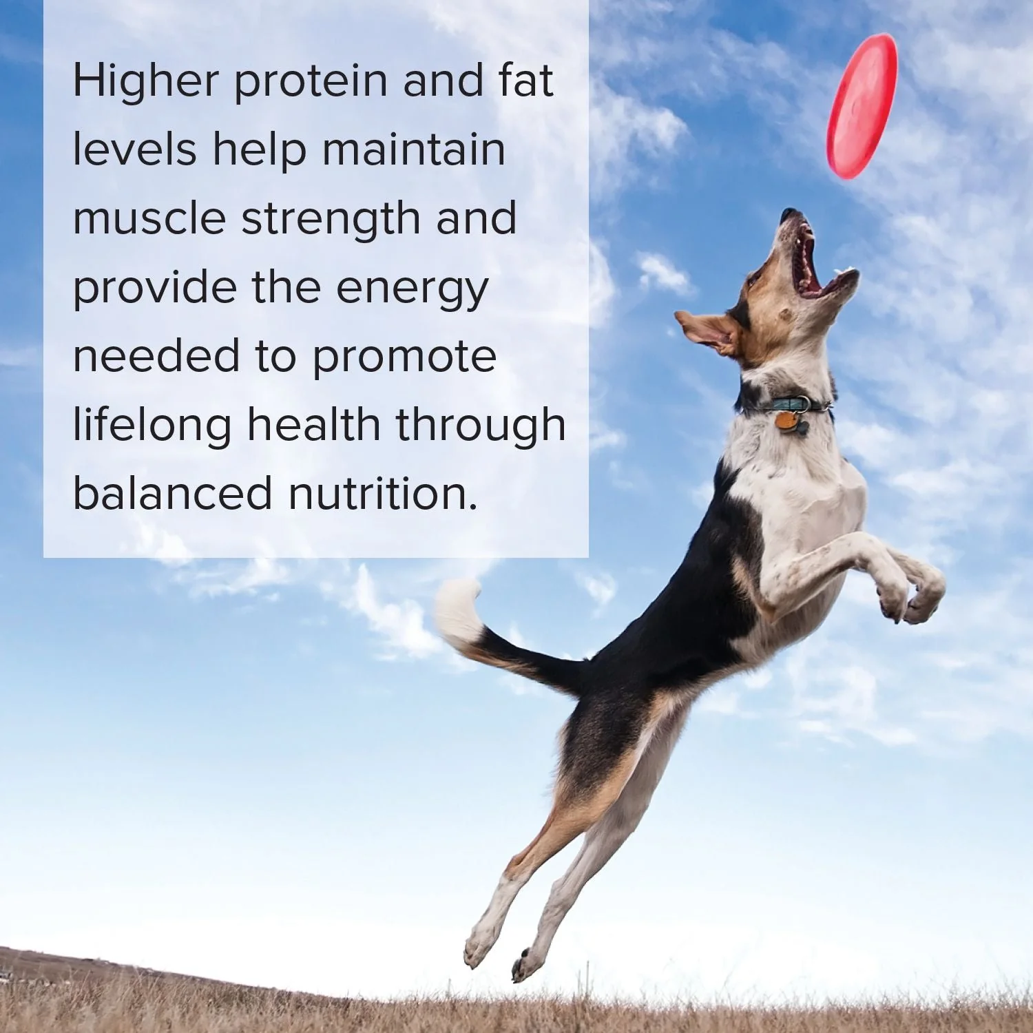Blue Seal Natural 26 Dog Food - Image 5