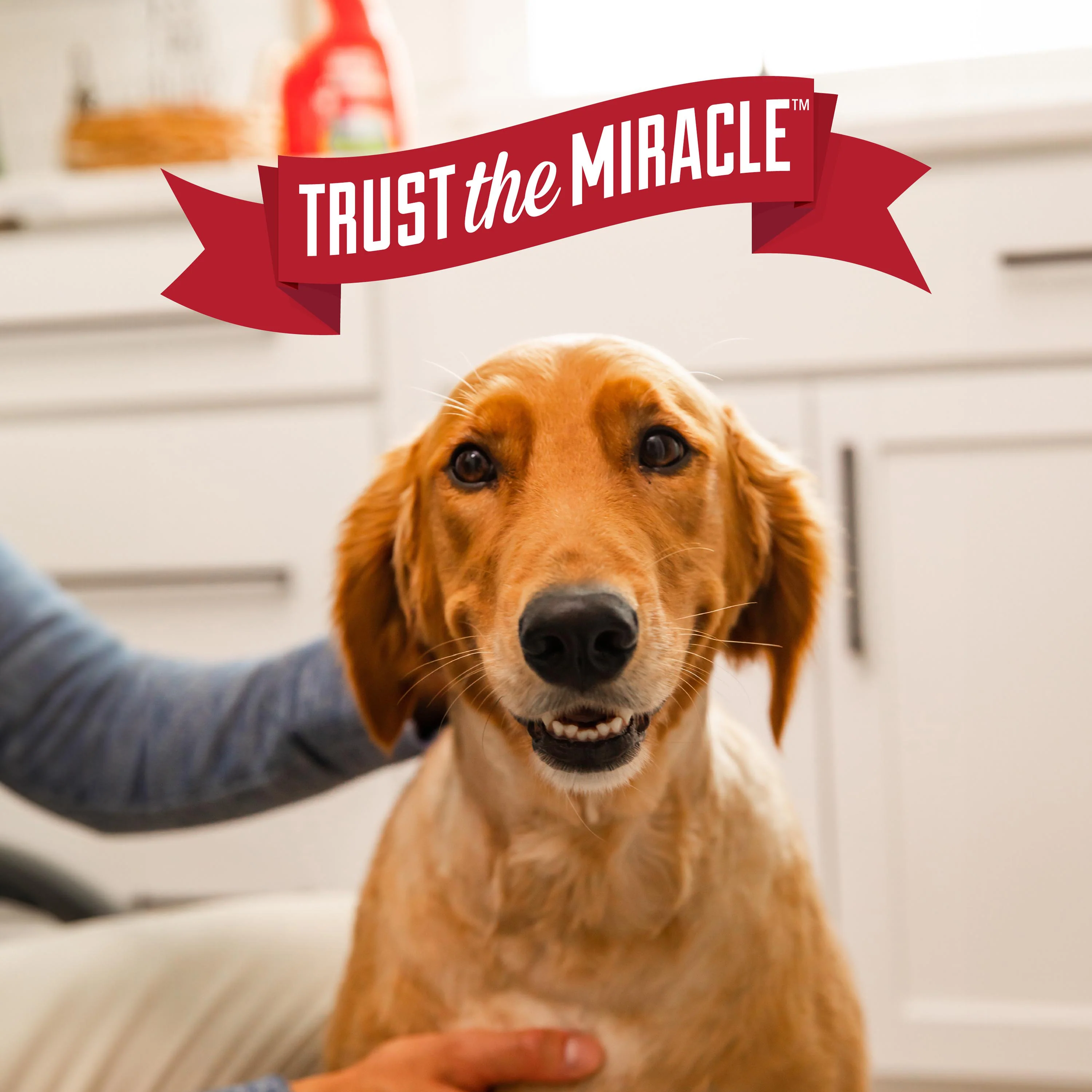 Nature's Miracle Urine Destroyer Plus Foaming Aerosol Spray For Dogs - Image 7