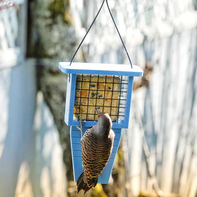 Nature's Way Suet Station Recycled Plastic Tail-prop Bird Feeder - Image 7