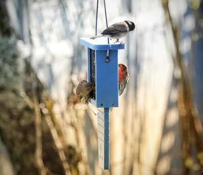 Nature's Way Suet Station Recycled Plastic Tail-prop Bird Feeder - Image 8