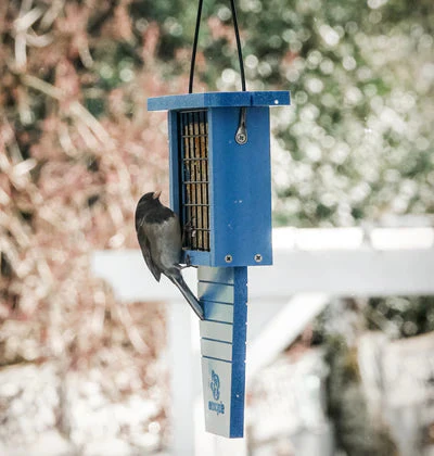 Nature's Way Suet Station Recycled Plastic Tail-prop Bird Feeder - Image 9