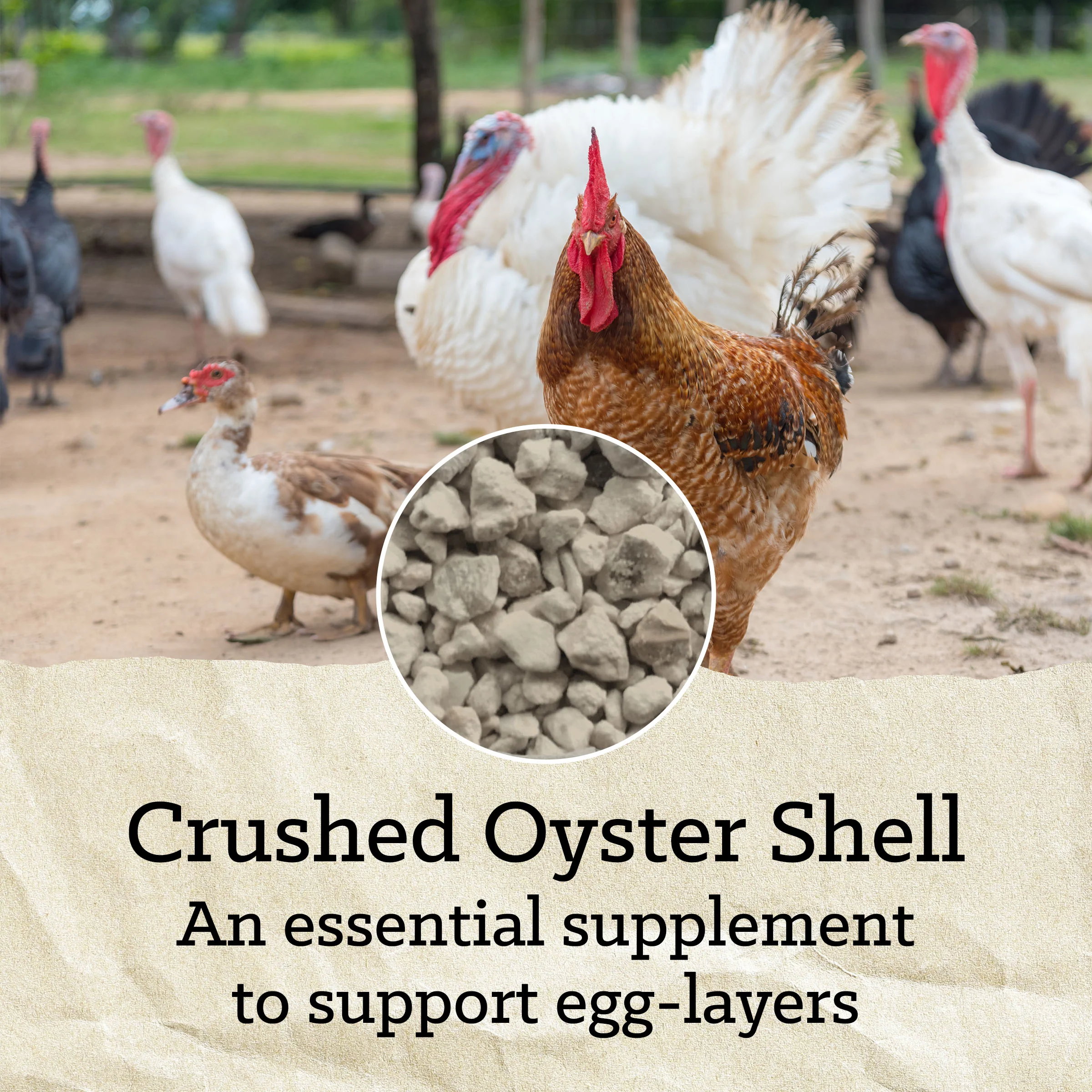Nutrena® NatureWise® Oyster Shell - Image 9