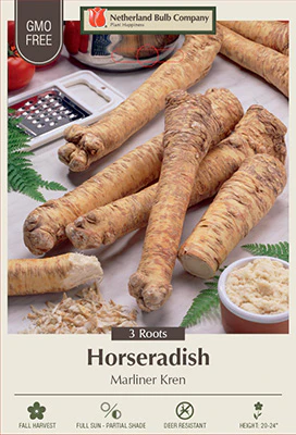 Netherland Bulb Company Horseradish