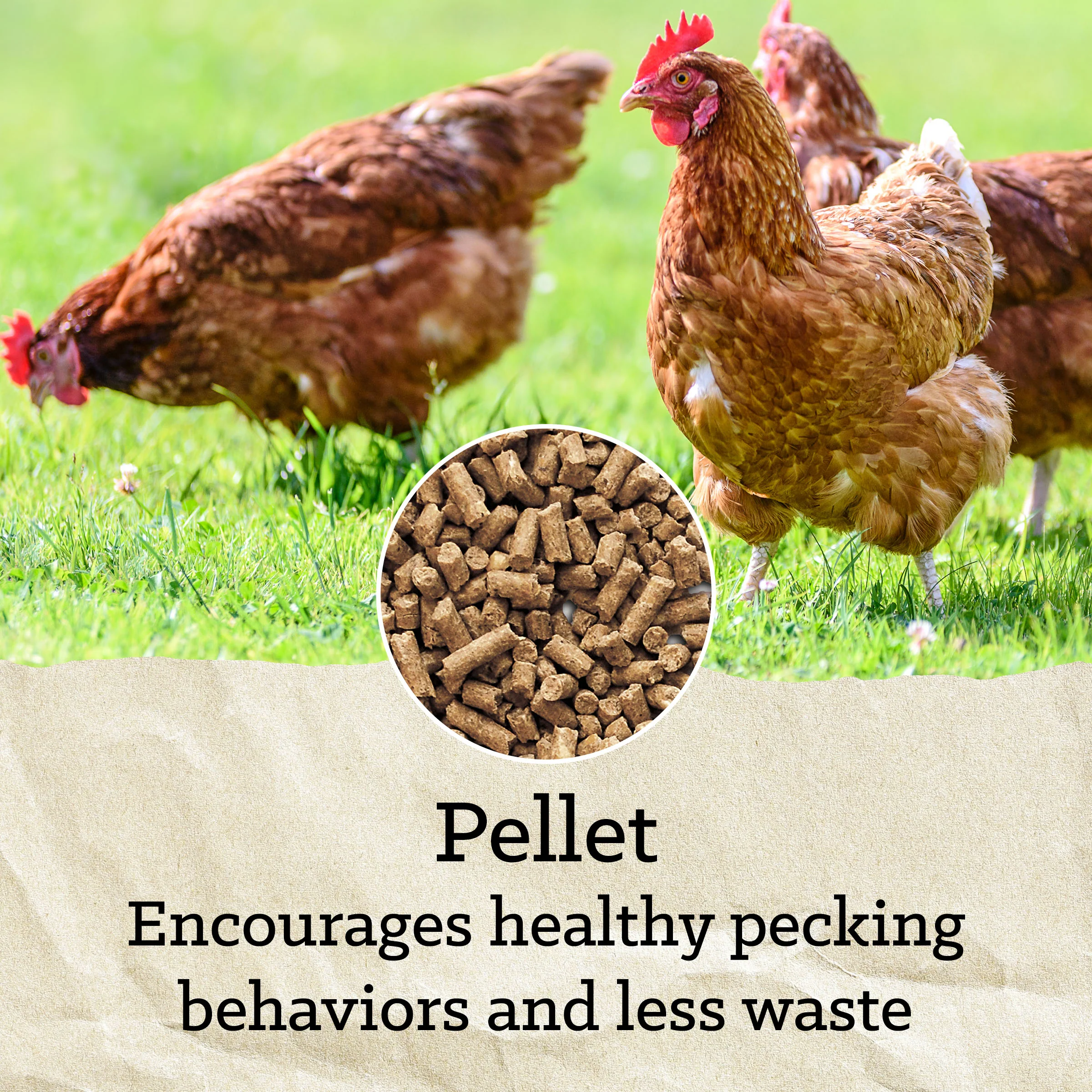 Nutrena® NatureWise® Hearty Hen® 18% Soy-Free Protein Pellet - Image 11