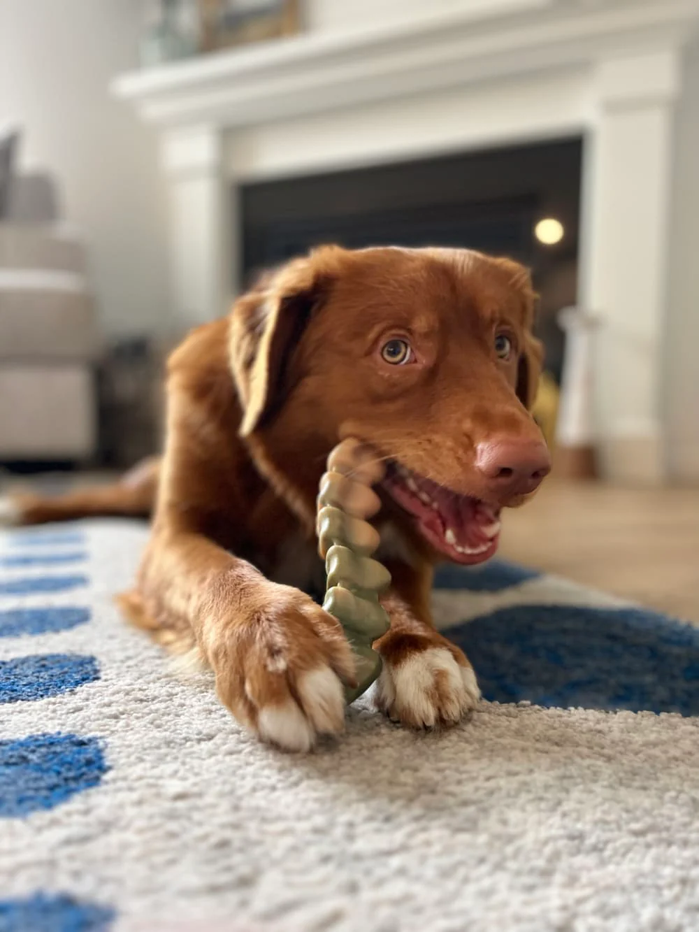 Nylabone Power Chew Gator Tail Alternative Chew Toy for Dogs - Image 2