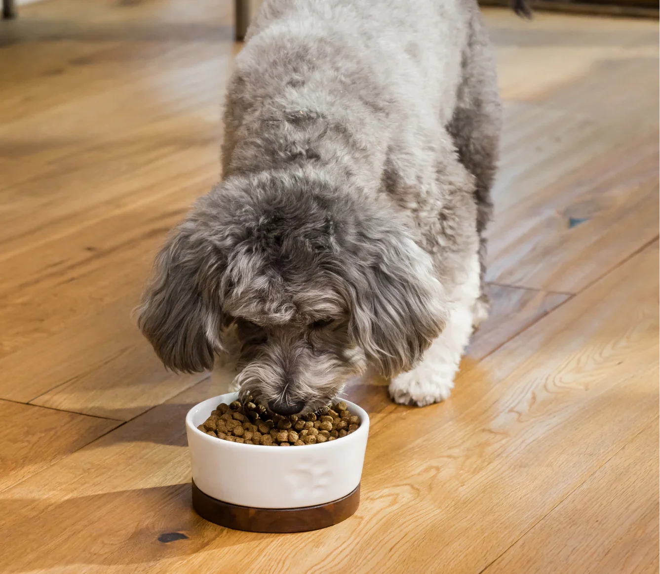 Open Farm Chicken & Whitefish Healthy Weight Dog Kibble - Image 4