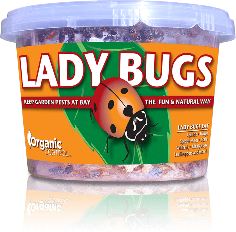 Organic Control Ladybugs