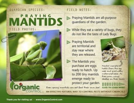 Organic Control Praying Mantids - Image 2