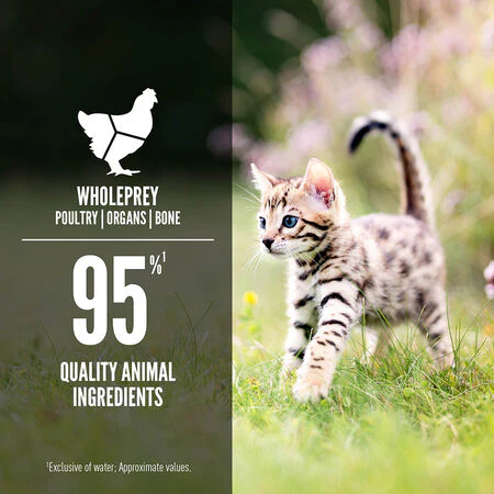 ORIJEN® Chicken & Salmon Entrée Wet Kitten Food - Image 2