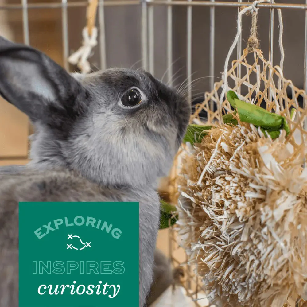 Oxbow Animal Health Enriched Life – Wobble Teaser - Image 8