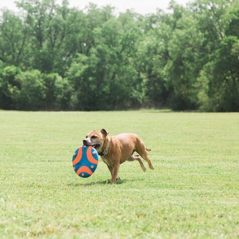 Petmate Chuckit! Whistle Flight - Image 5