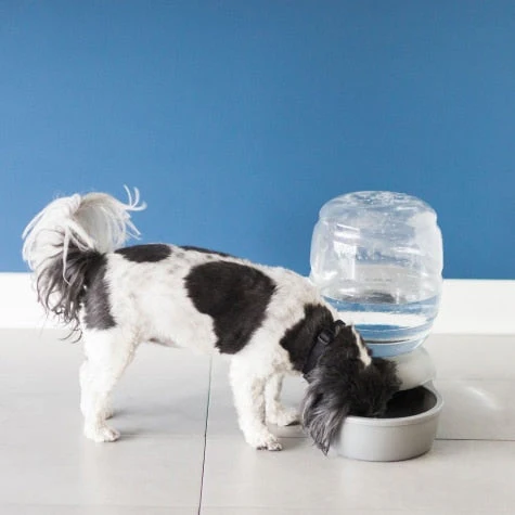 Petmate Replendish Waterer With Microban - Image 3