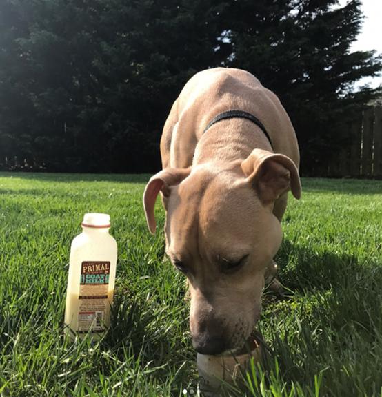 Primal Pet Foods Goat Milk Original - Image 7