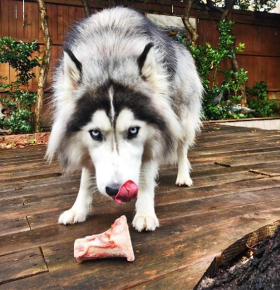 Primal Pet Foods Raw Recreational Beef Marrow Bones - Image 13