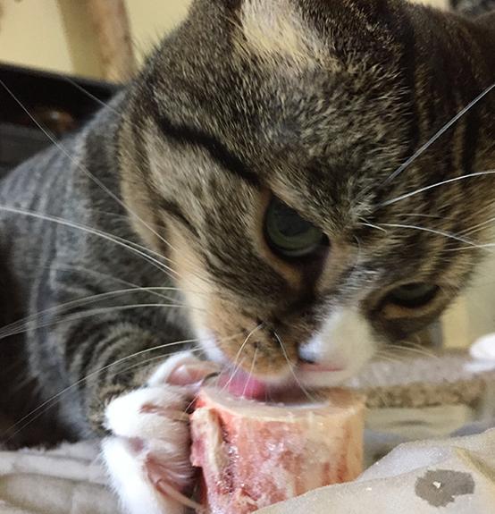 Primal Pet Foods Raw Recreational Beef Marrow Bones - Image 5
