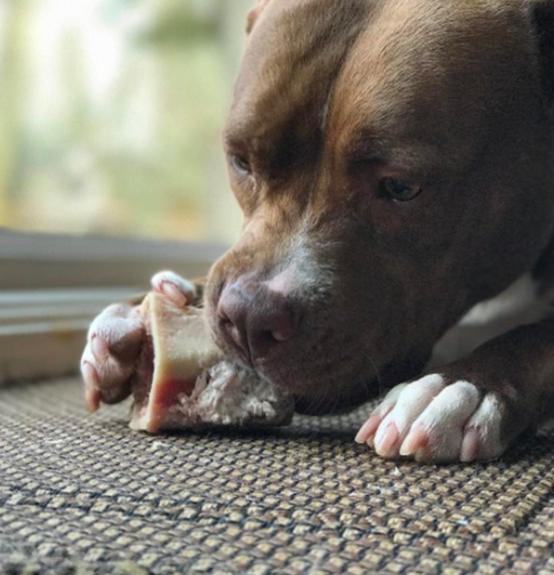 Primal Pet Foods Raw Recreational Beef Marrow Bones - Image 9
