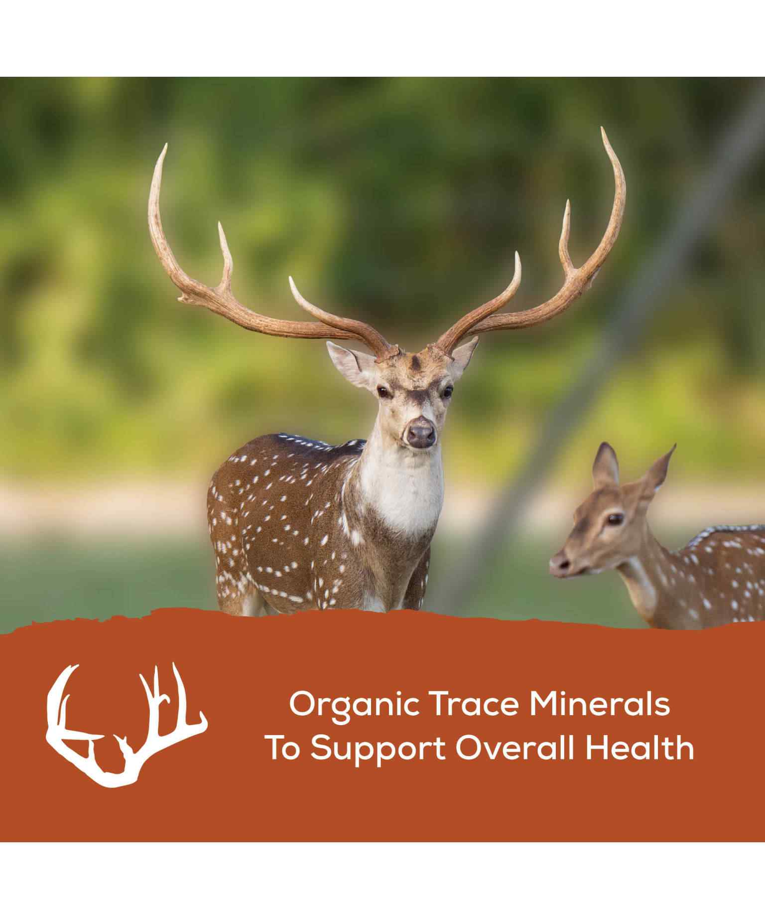 Record Rack® Antlers Plus Deer and Exotics - Image 3