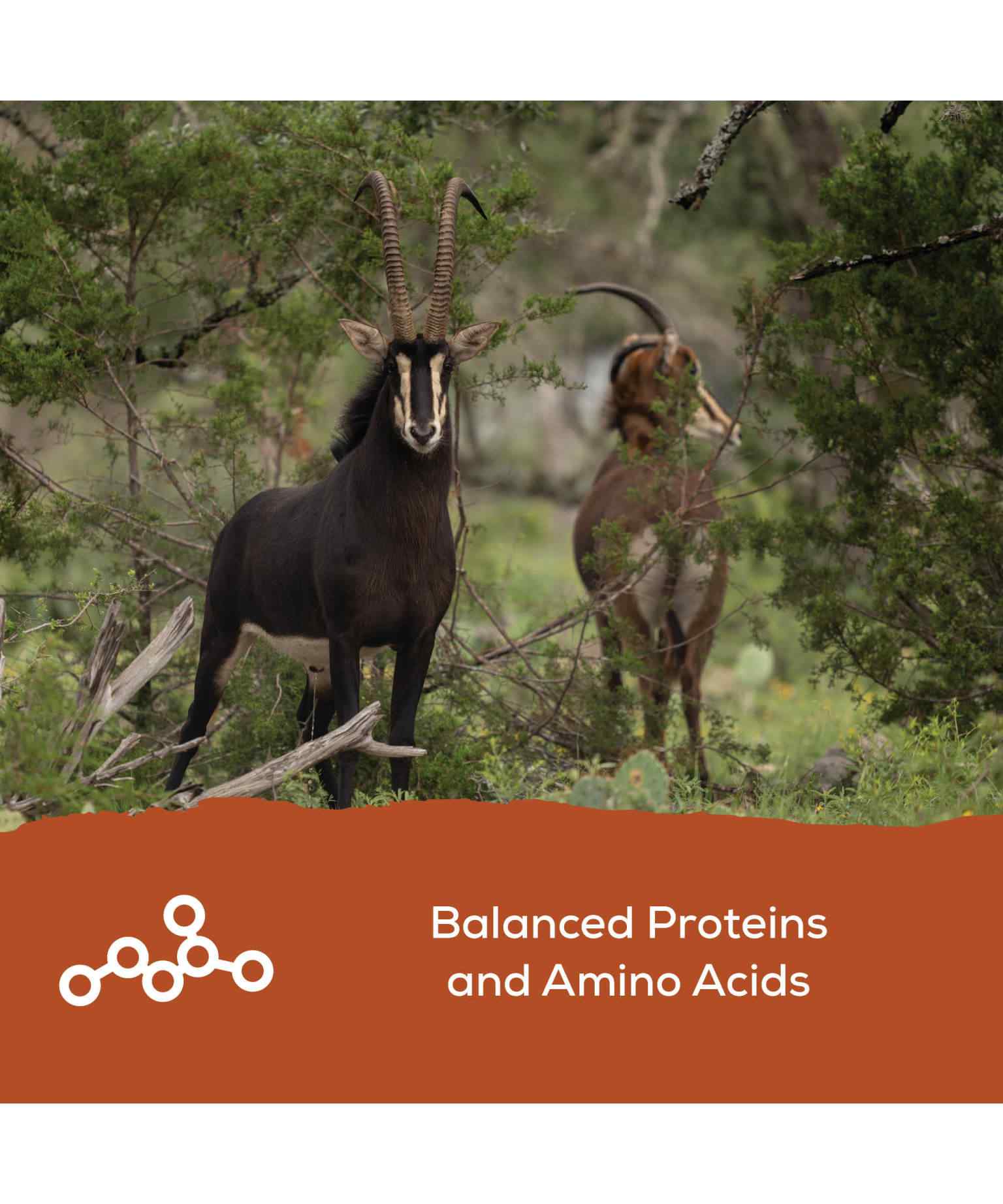 Record Rack® Antlers Plus Deer and Exotics - Image 4